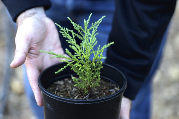 As tree species face decline, ‘assisted migration’ gains popularity in Pacific Northwest